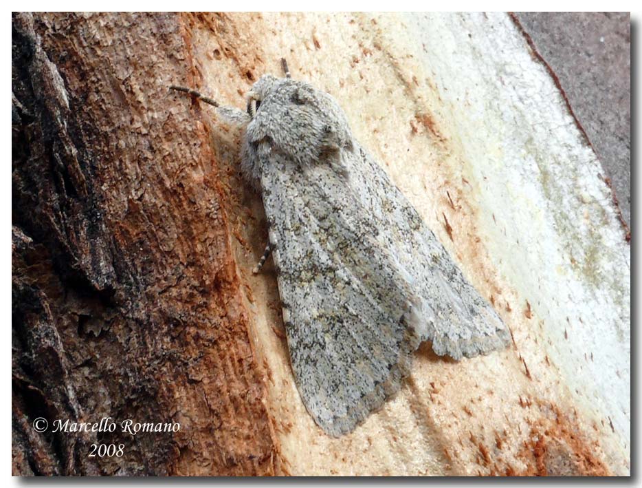 Aporophyla (Phylapora) canescens (Noctuidae, Hadeninae)